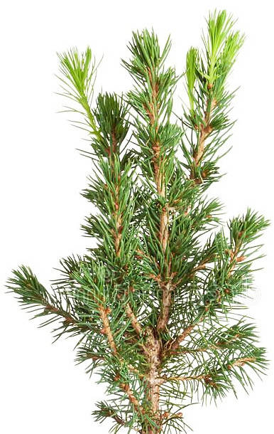 plantacja choinek